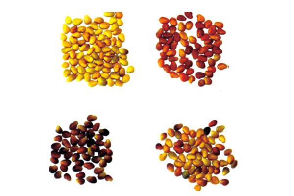 标准光源箱评定红三叶种子的颜色