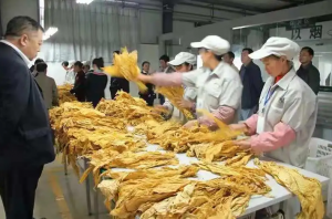 烟叶颜色如何分级？烟叶分级与评级标准