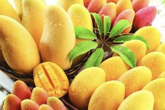 标准光源箱检测芒果嫩叶颜色